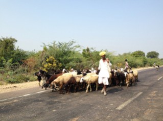Substinence Herding (India) by Simone Lalvani, fifth place